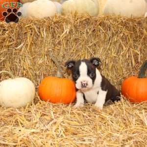 Jasper, Boston Terrier Puppy